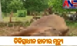 ଚିକିତ୍ସାଧୀନ ହାତୀର ମୃତ୍ୟୁ