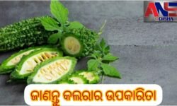 ଜାଣନ୍ତୁ କଲରାର ଉପକାରିତା