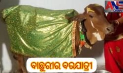 ବାଛୁରୀର ବରଯାତ୍ରୀ